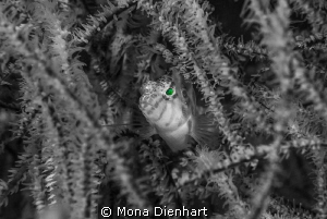 Green Eyes by Mona Dienhart 